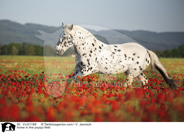 horse in the poppy field / VJ-01189