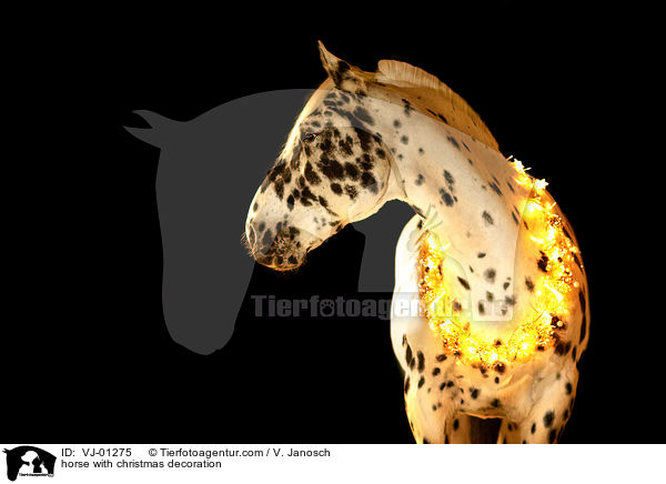 horse with christmas decoration / VJ-01275
