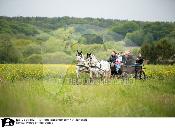 Noriker Horse on the buggy / VJ-01482