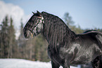 Noriker Horse Stallion Portrait