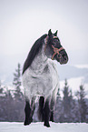 Noriker Horse Stallion