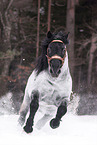 galloping Noriker Horse Stallion