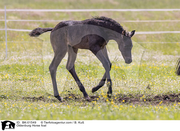 Oldenburg Horse foal / BK-01549