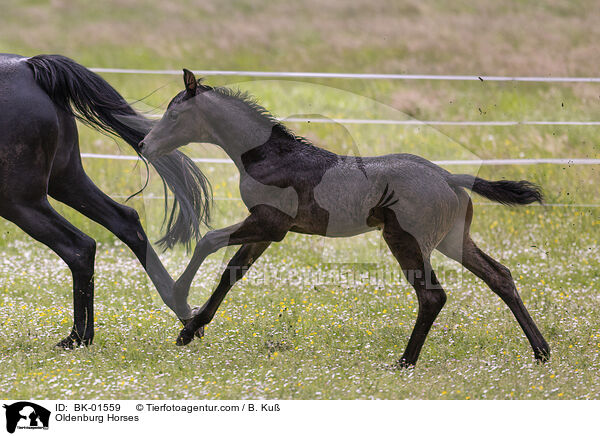 Oldenburg Horses / BK-01559