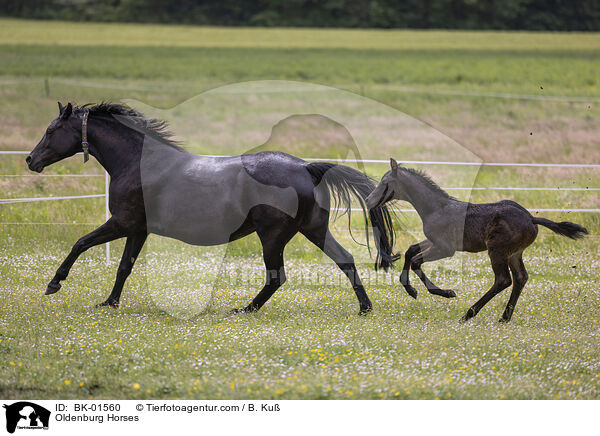 Oldenburg Horses / BK-01560