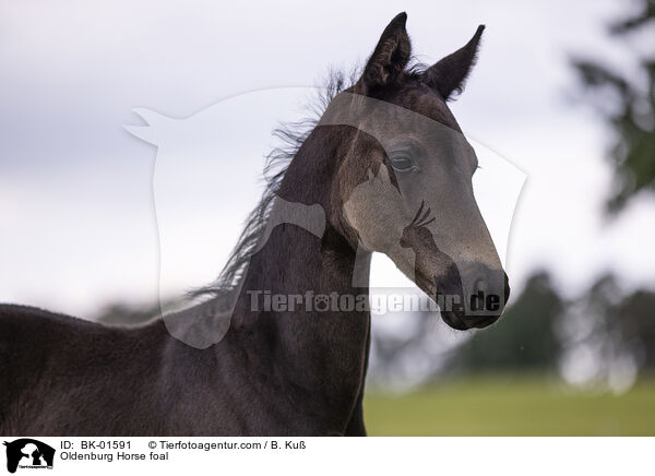 Oldenburg Horse foal / BK-01591