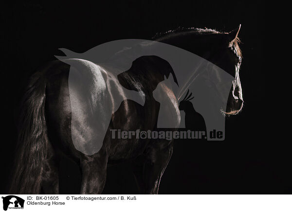 Oldenburg Horse / BK-01605