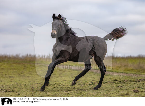 young Oldenburg Horse / BK-01614