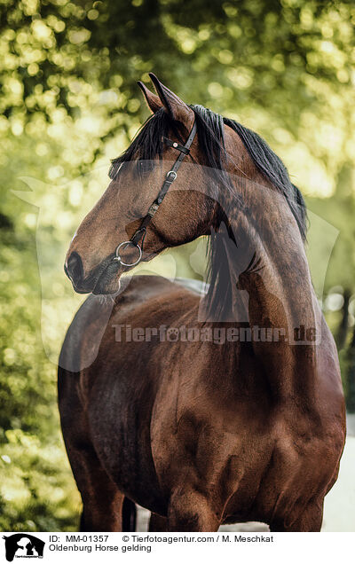 Oldenburg Horse gelding / MM-01357