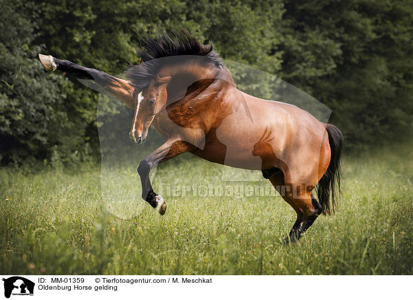 Oldenburg Horse gelding / MM-01359