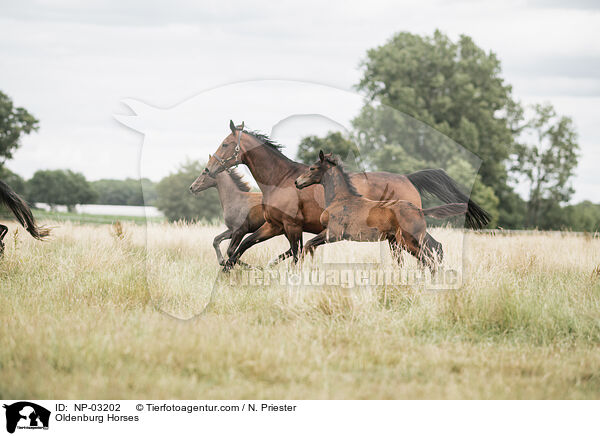 Oldenburg Horses / NP-03202