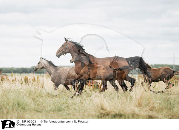Oldenburg Horses / NP-03203