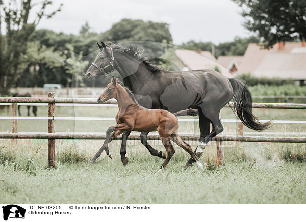 Oldenburg Horses / NP-03205