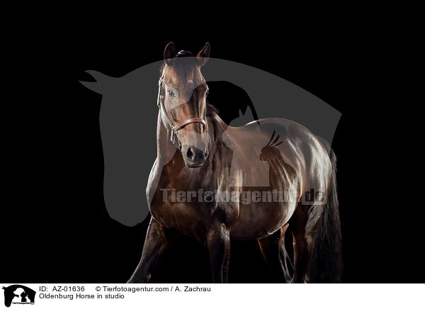 Oldenburg Horse in studio / AZ-01636