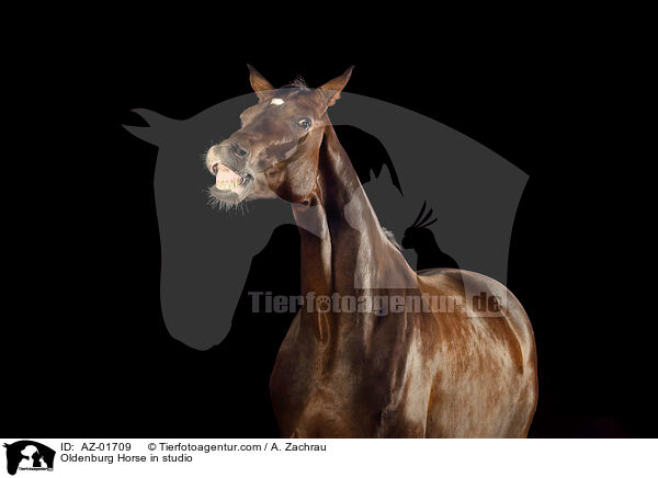 Oldenburg Horse in studio / AZ-01709