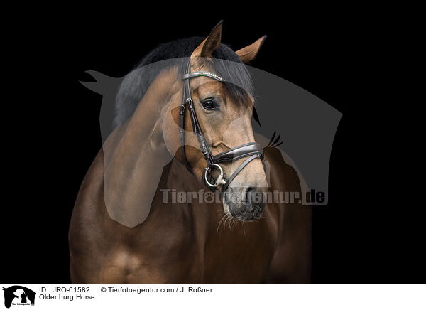 Oldenburg Horse / JRO-01582