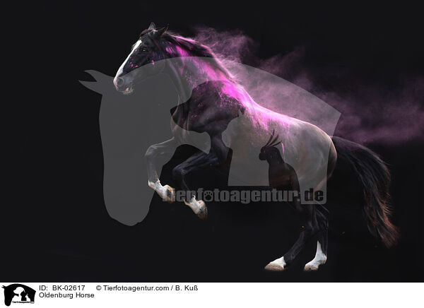 Oldenburg Horse / BK-02617