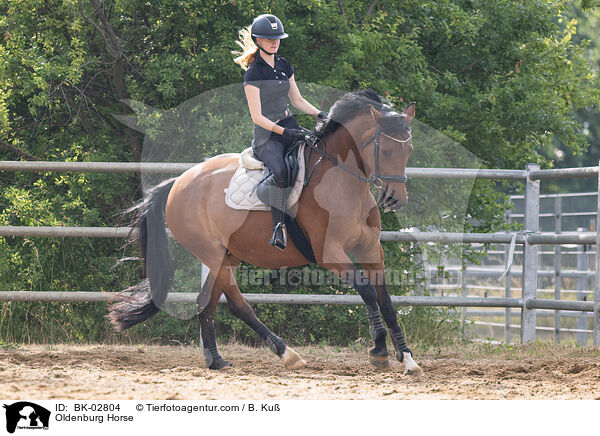 Oldenburg Horse / BK-02804