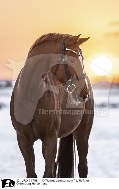Oldenburg Horse mare / JRO-01708
