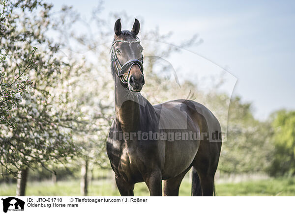 Oldenburg Horse mare / JRO-01710