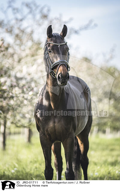 Oldenburg Horse mare / JRO-01711
