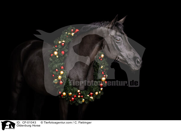 Oldenburg Horse / CF-01043