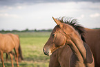 Oldenburg Horse foal portrait