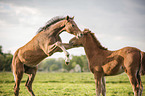 playing Oldenburg Horse foal