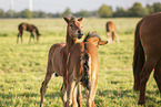 playing Oldenburg Horse foal
