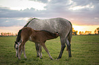 Oldenburg Horse foal with mother
