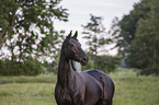 Oldenburg Horse portrait