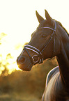 Oldenburg Horse portrait