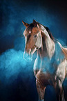 Oldenburg Horse in studio