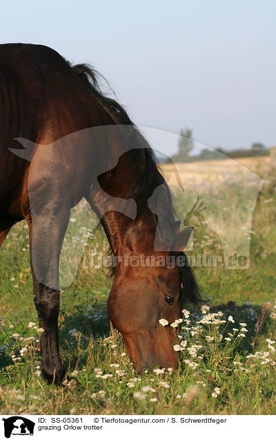 grazing Orlow trotter / SS-05361