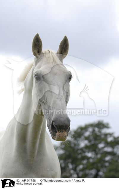 white horse portrait / AP-01758