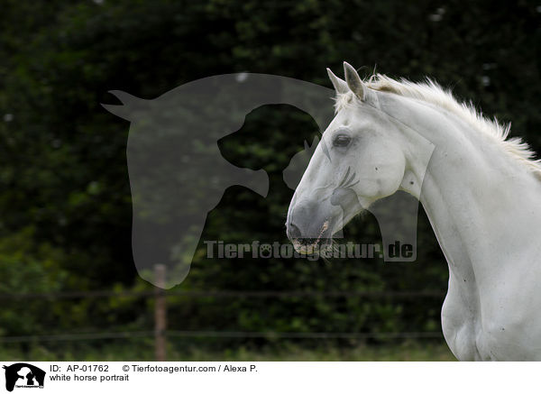 white horse portrait / AP-01762