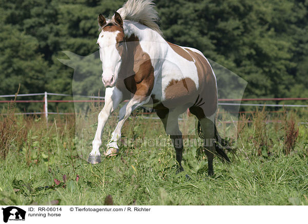 running horse / RR-06014