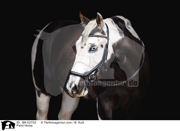 Paint Horse / BK-02702