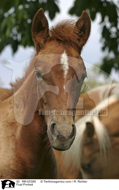 Foal Portrait / RR-05366