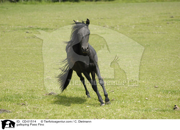 galloping Paso Fino / CD-01514