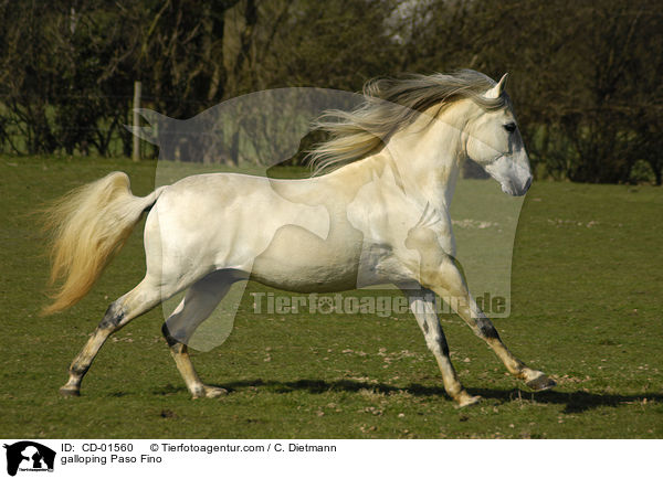 galloping Paso Fino / CD-01560