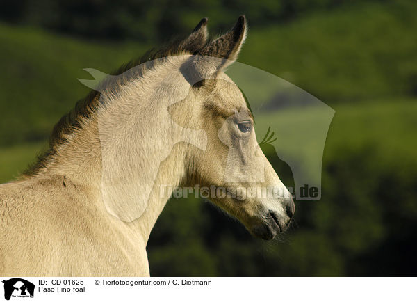 Paso Fino foal / CD-01625