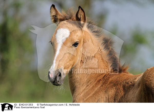 Paso Iberoamericano foal / EHO-01353