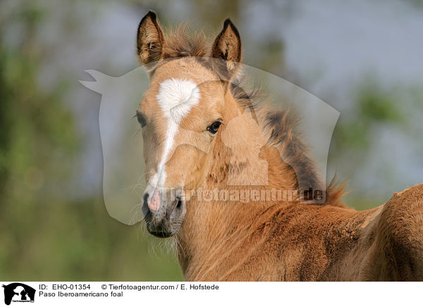 Paso Iberoamericano foal / EHO-01354