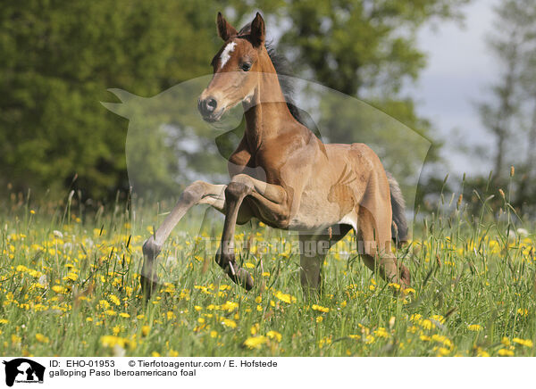 galloping Paso Iberoamericano foal / EHO-01953