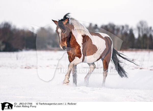 Polish Riding Pony / JRO-01766
