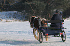 carriage ride in snow