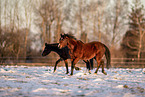 Pony mares