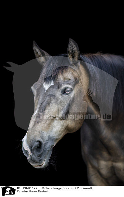 Quarter Horse Portrait / PK-01179