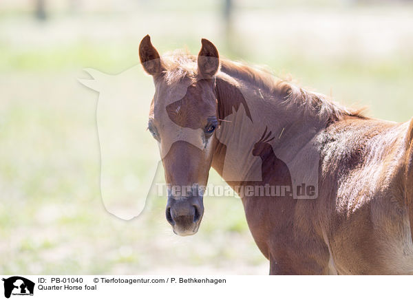 Quarter Horse foal / PB-01040